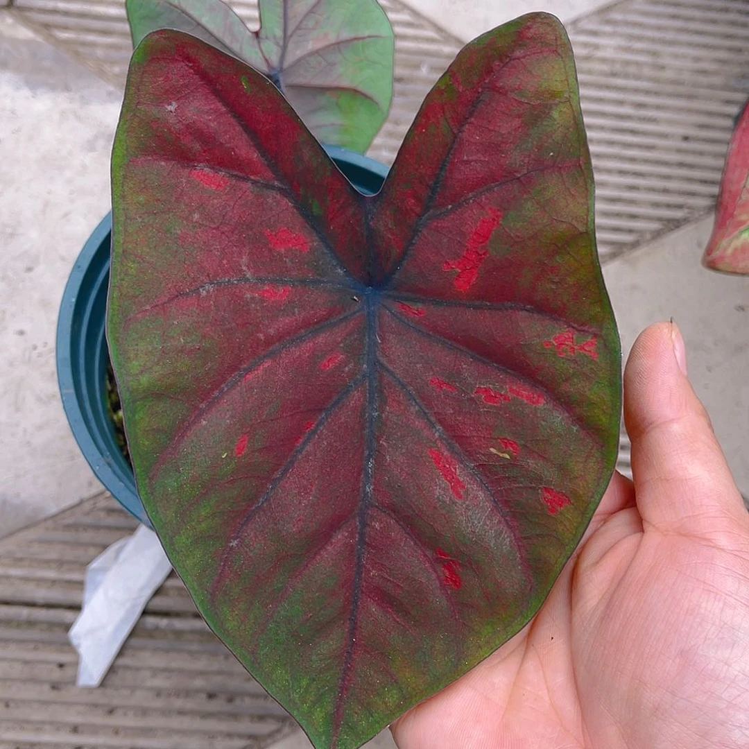 完全开放泰彩一物一拍3007