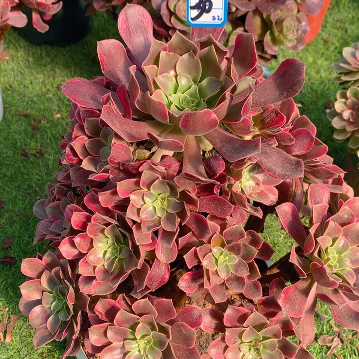 30金丝雀精品法师多肉