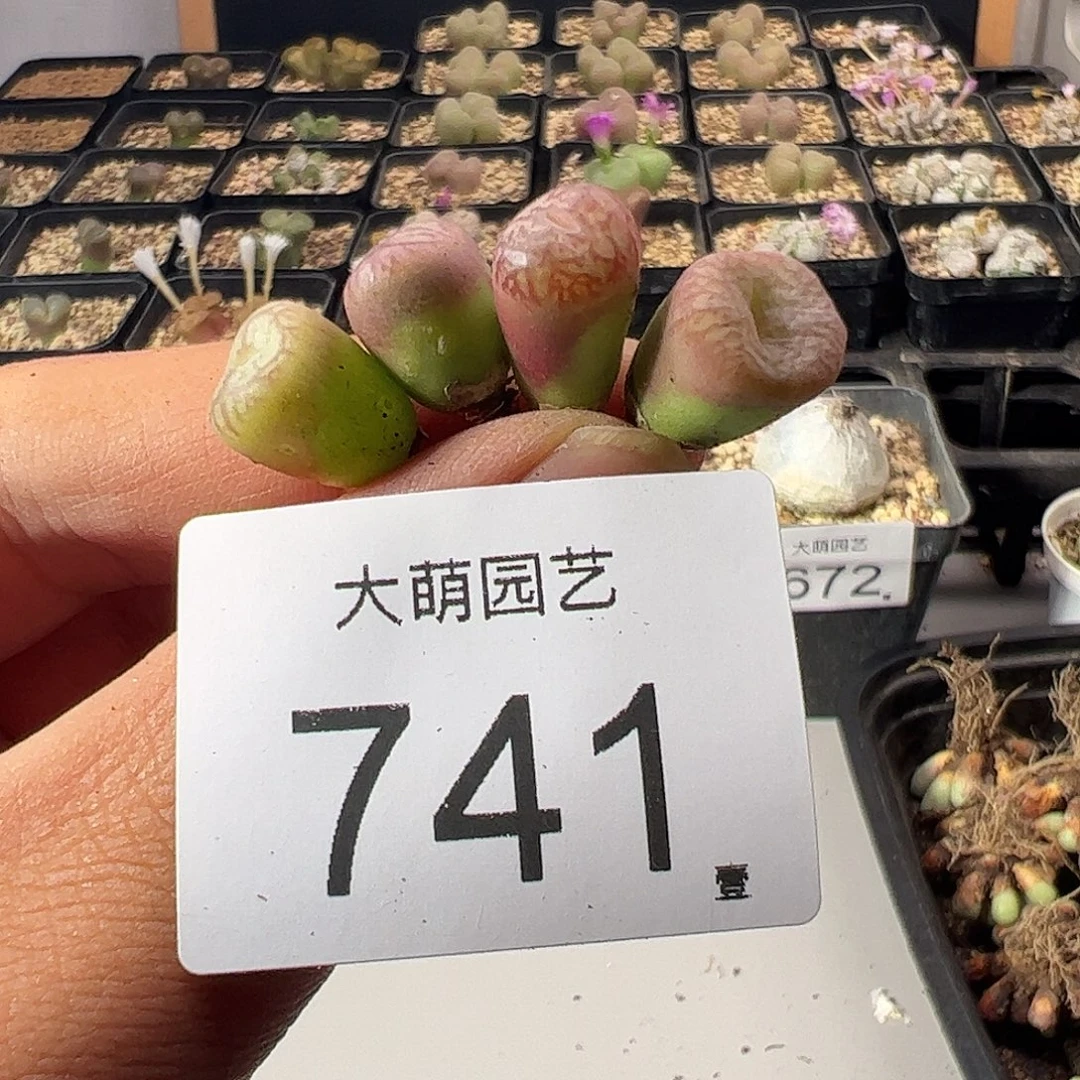 一物一拍。    741