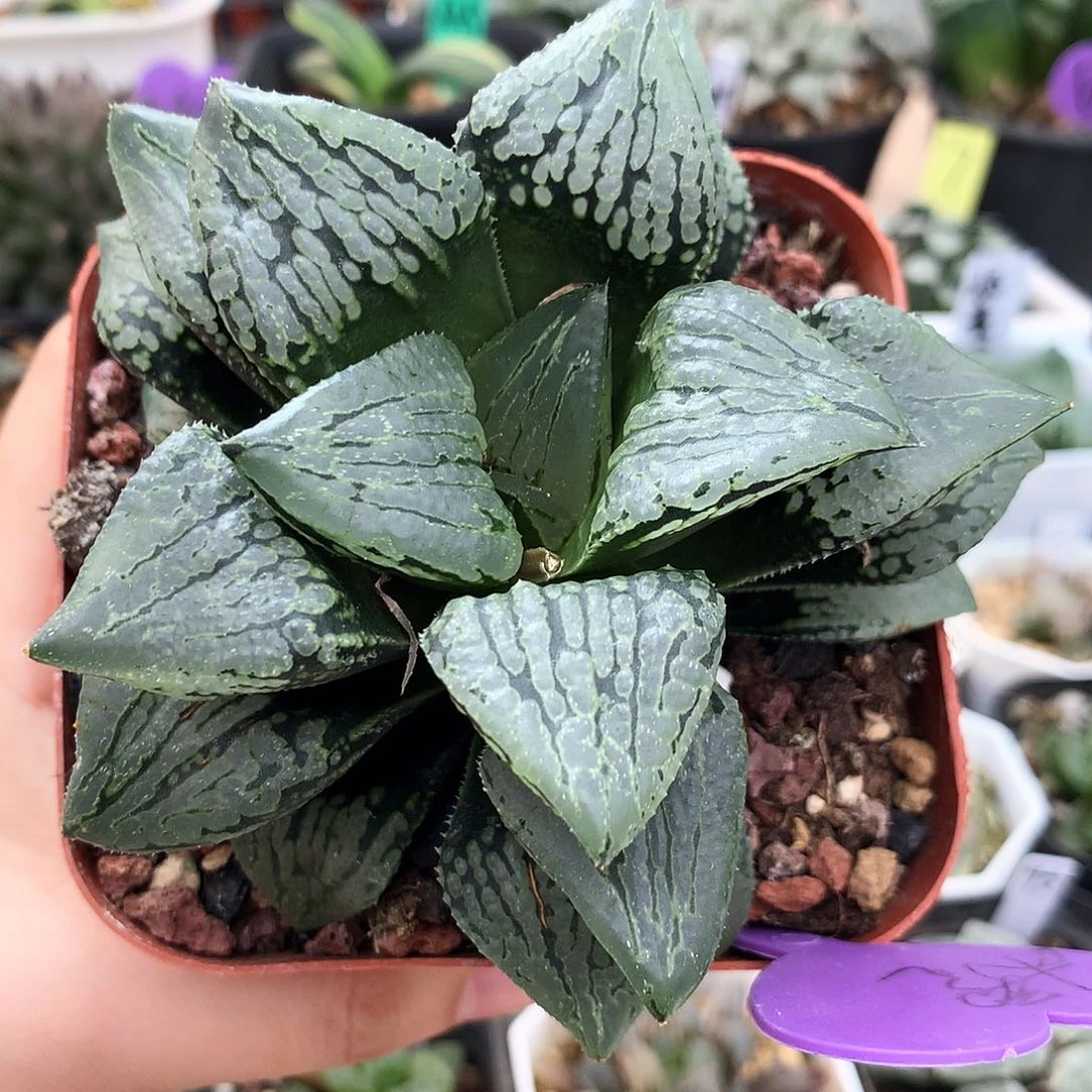 巨大化马丽丽，12公分冠幅52号