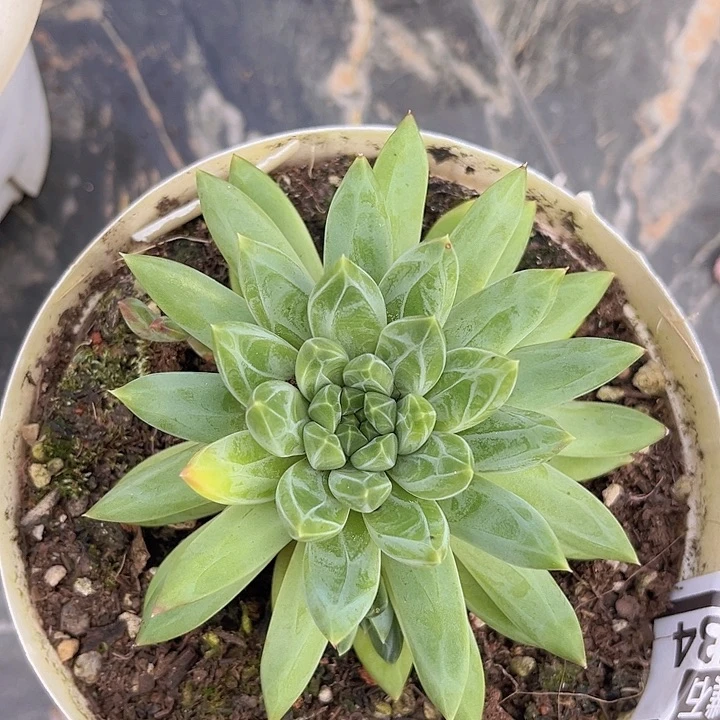 青花瓷24134多肉植物