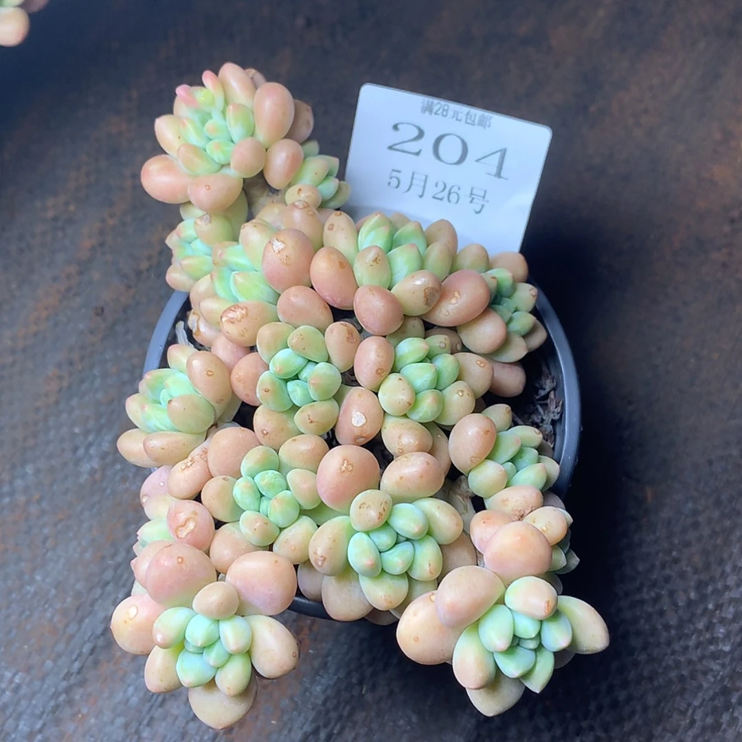 【闪购商品】云204号