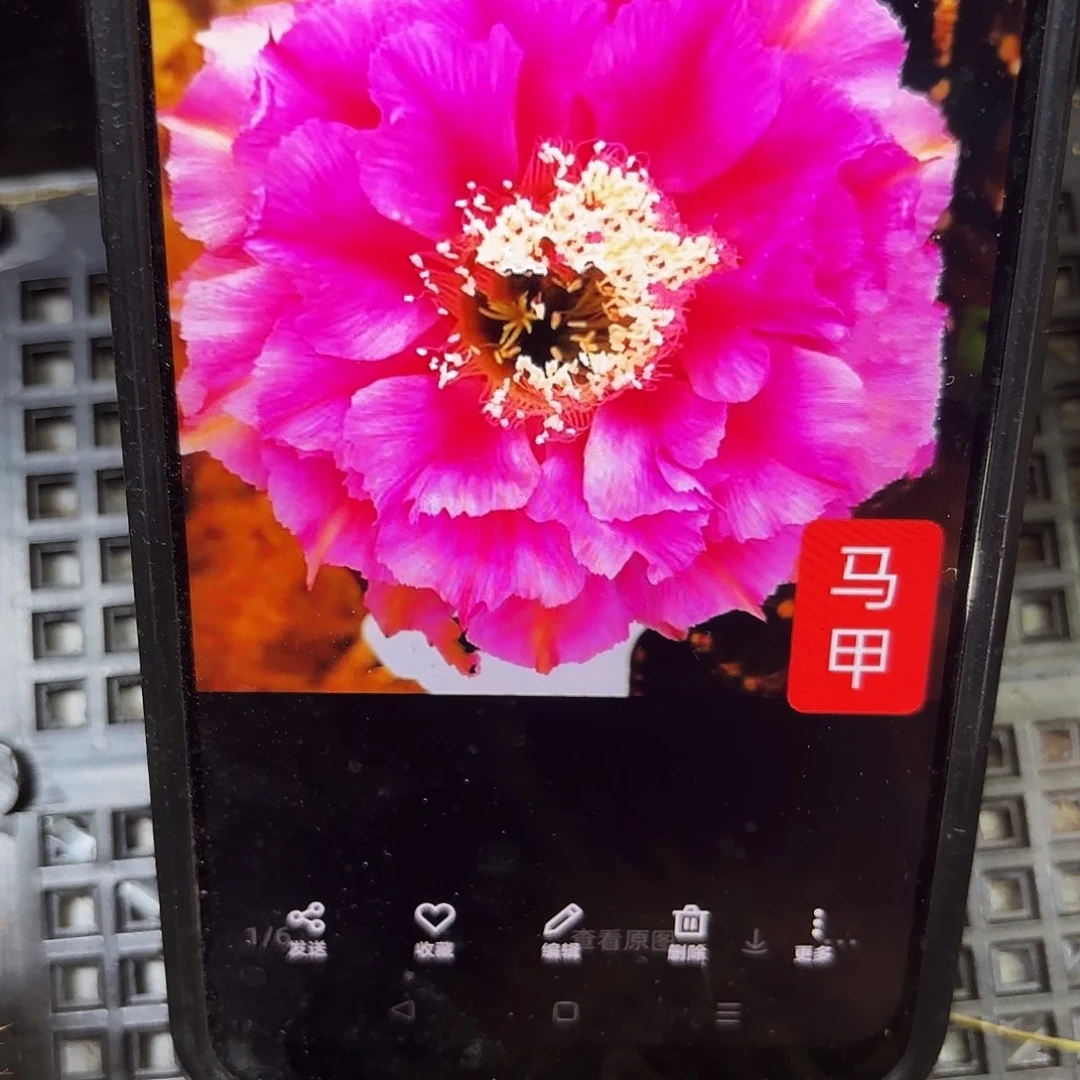 马甲彩侧牙20包邮仙人球37