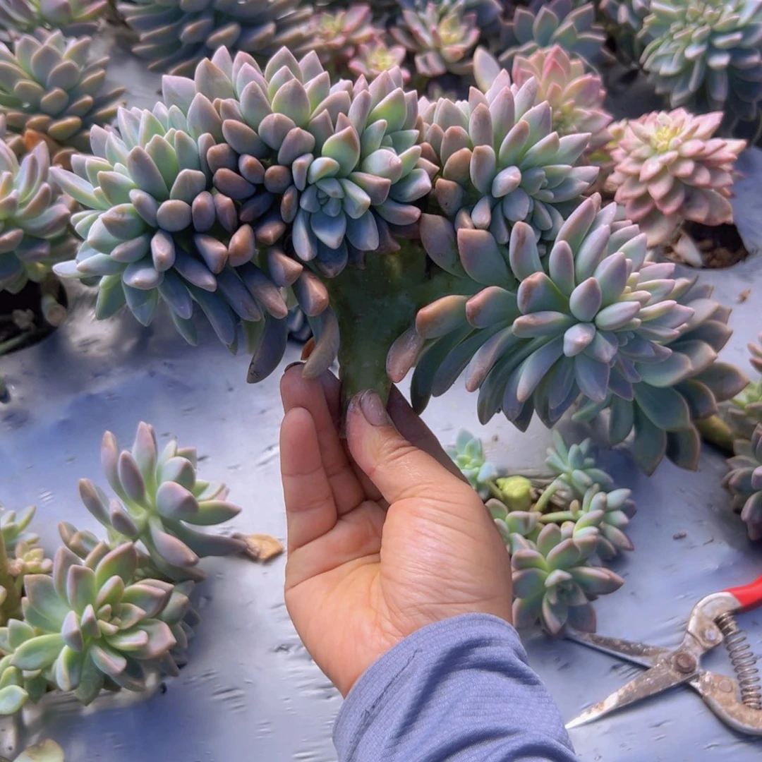 醉话砍头没有根一个