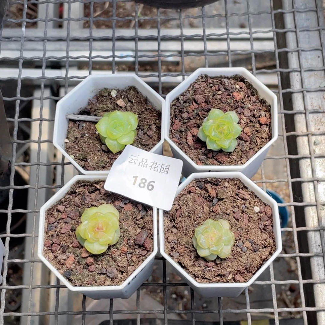 菁***菁186号糖心冰心珍妮4
