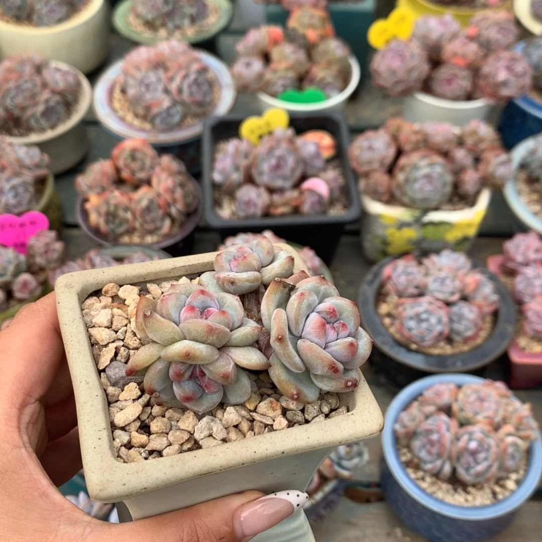 星***薇哈哈哈哈哈哈哈哈