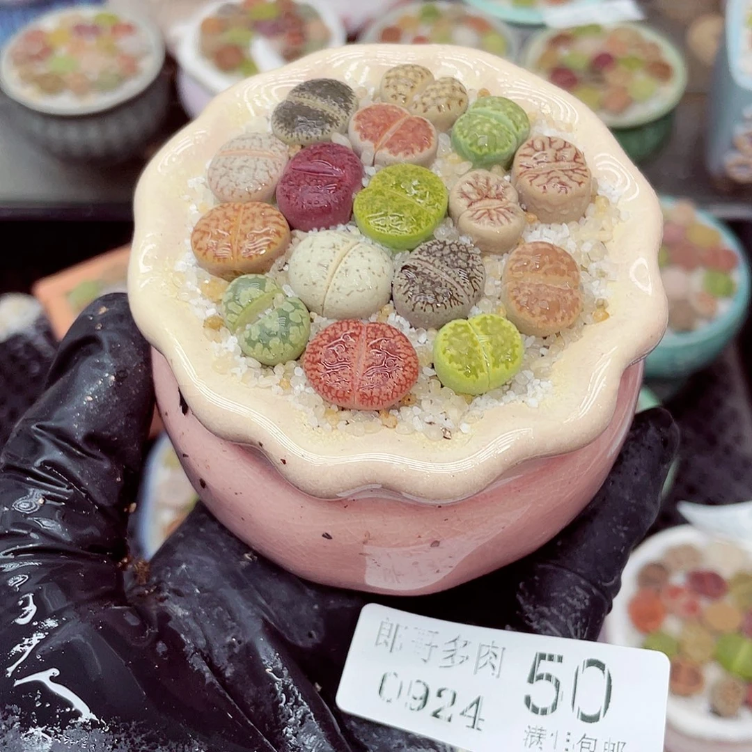 生石花18包邮0924-50
