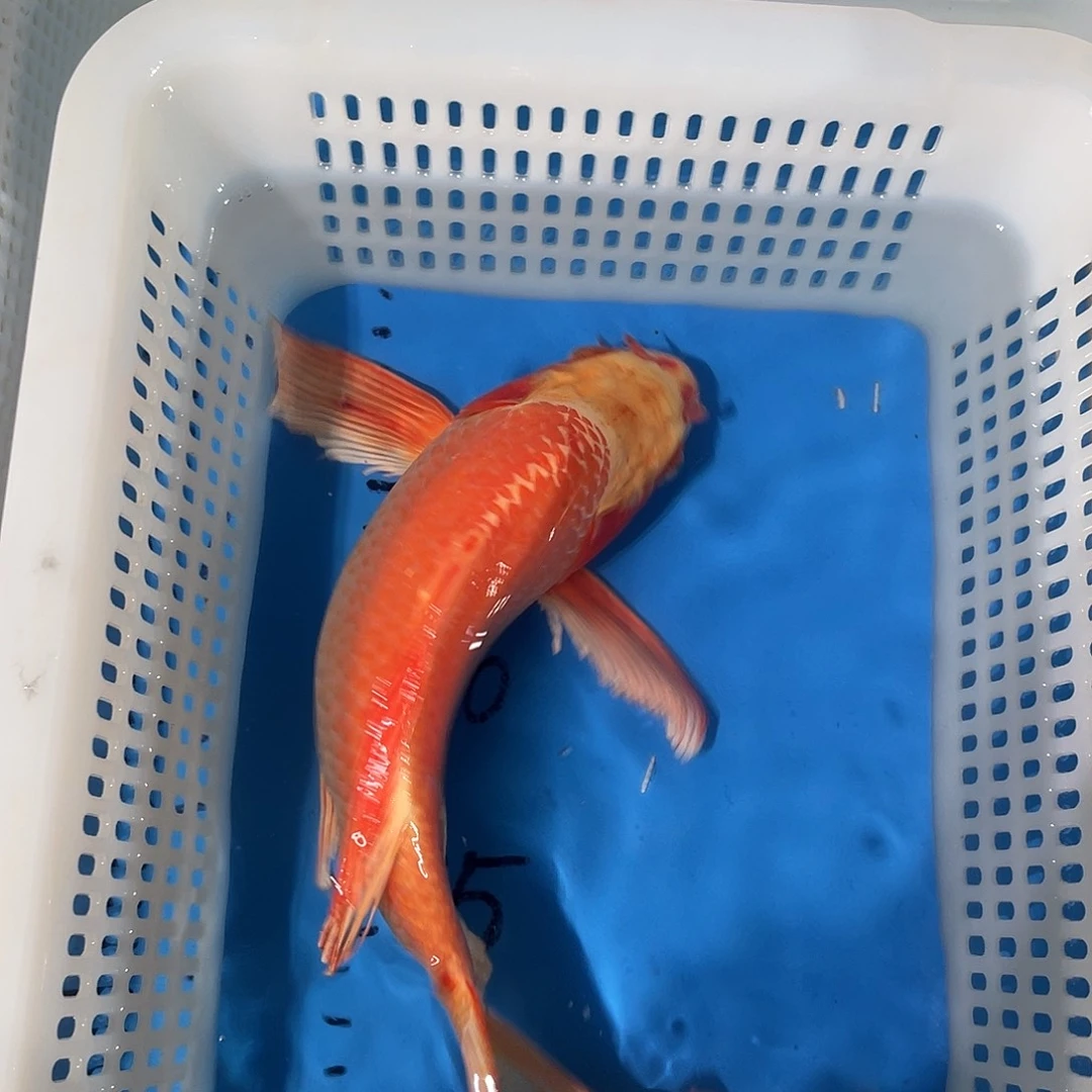 锦鲤锦鲤包邮包售后