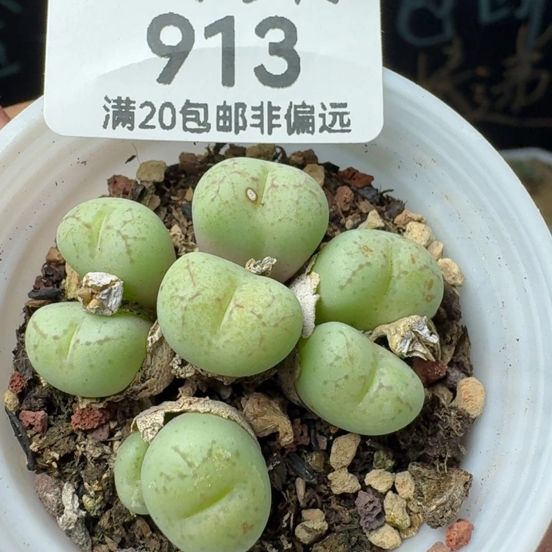 带盆土