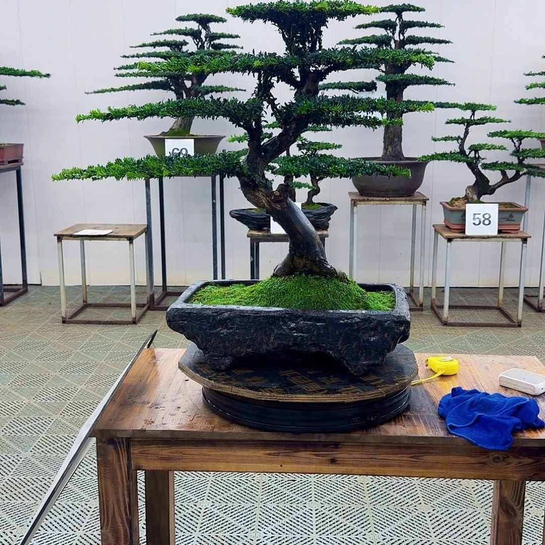 无花朵珍珠罗汉松造型盆景