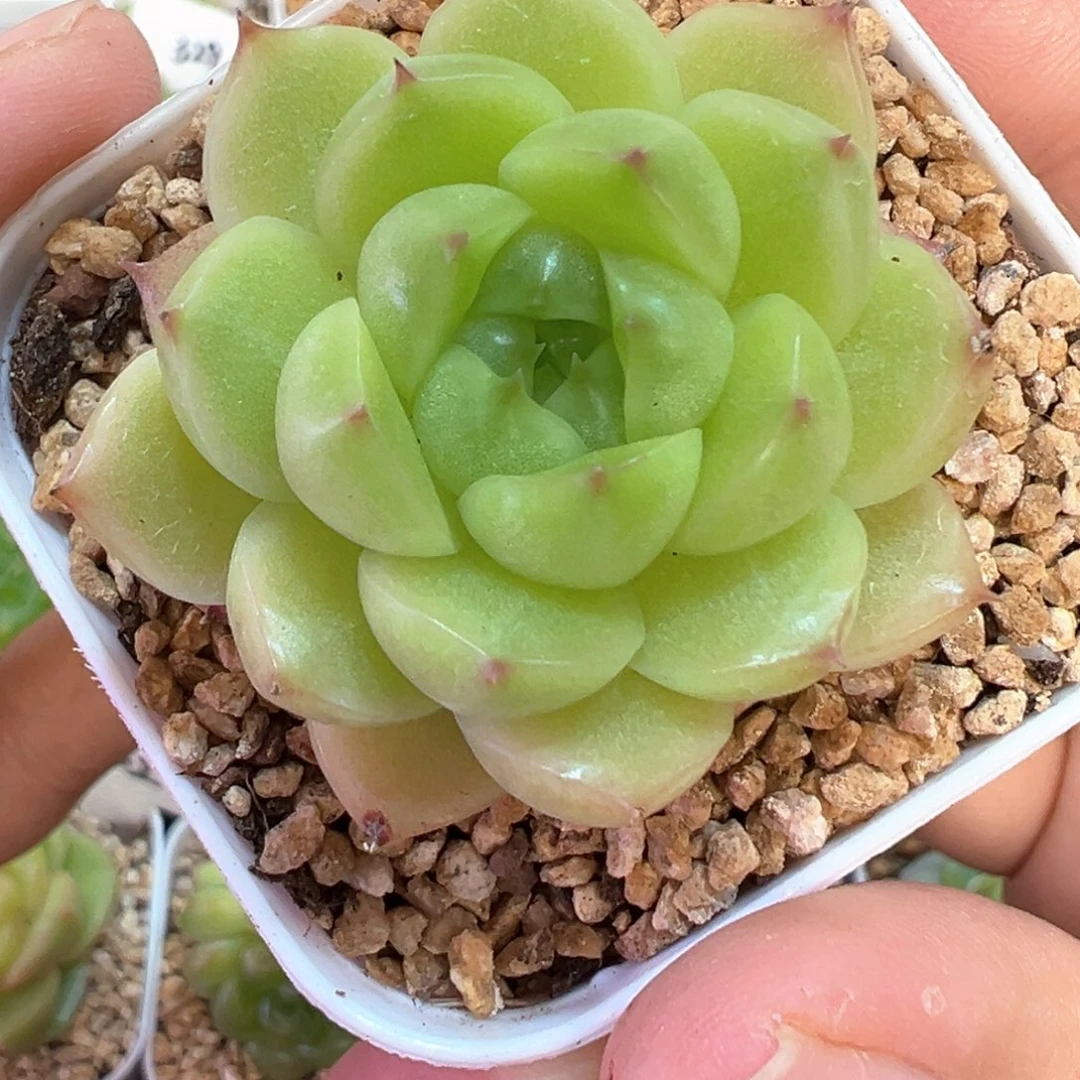 810号小豆包晗雨多肉植物