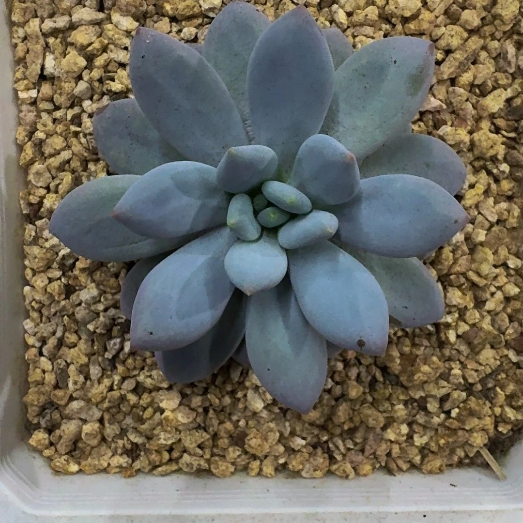 橙龙 单头  一物一拍