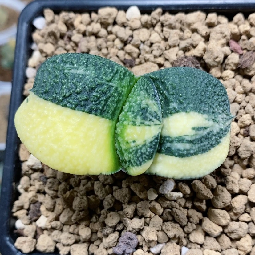 【闪购商品】31卧牛锦