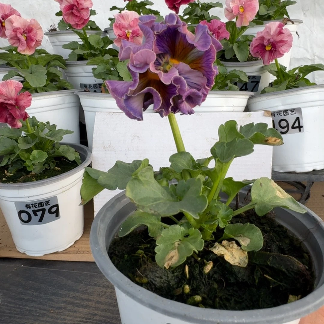 全部花朵138号角堇