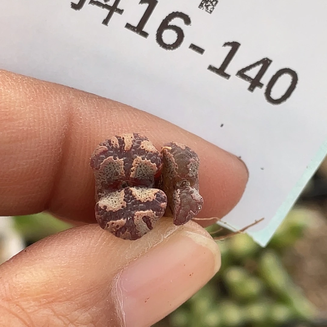 16-140超碟多肉植物