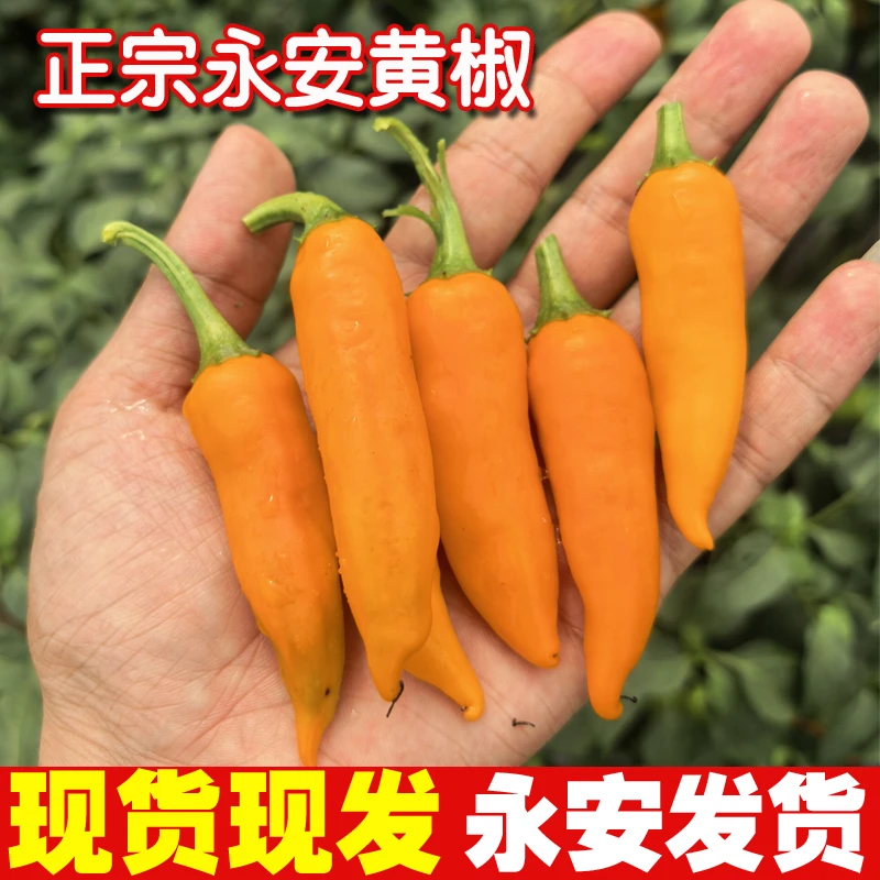 新鲜采摘福建永安黄椒特辣魔鬼椒灯笼椒农家蔬菜适合小吃搭配蘸料