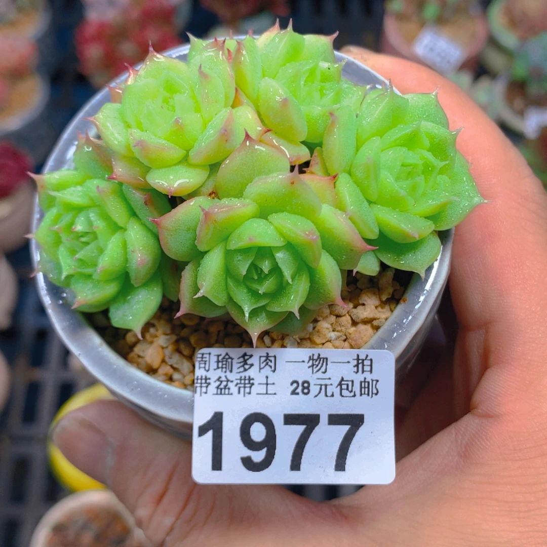精控多肉植物1977
