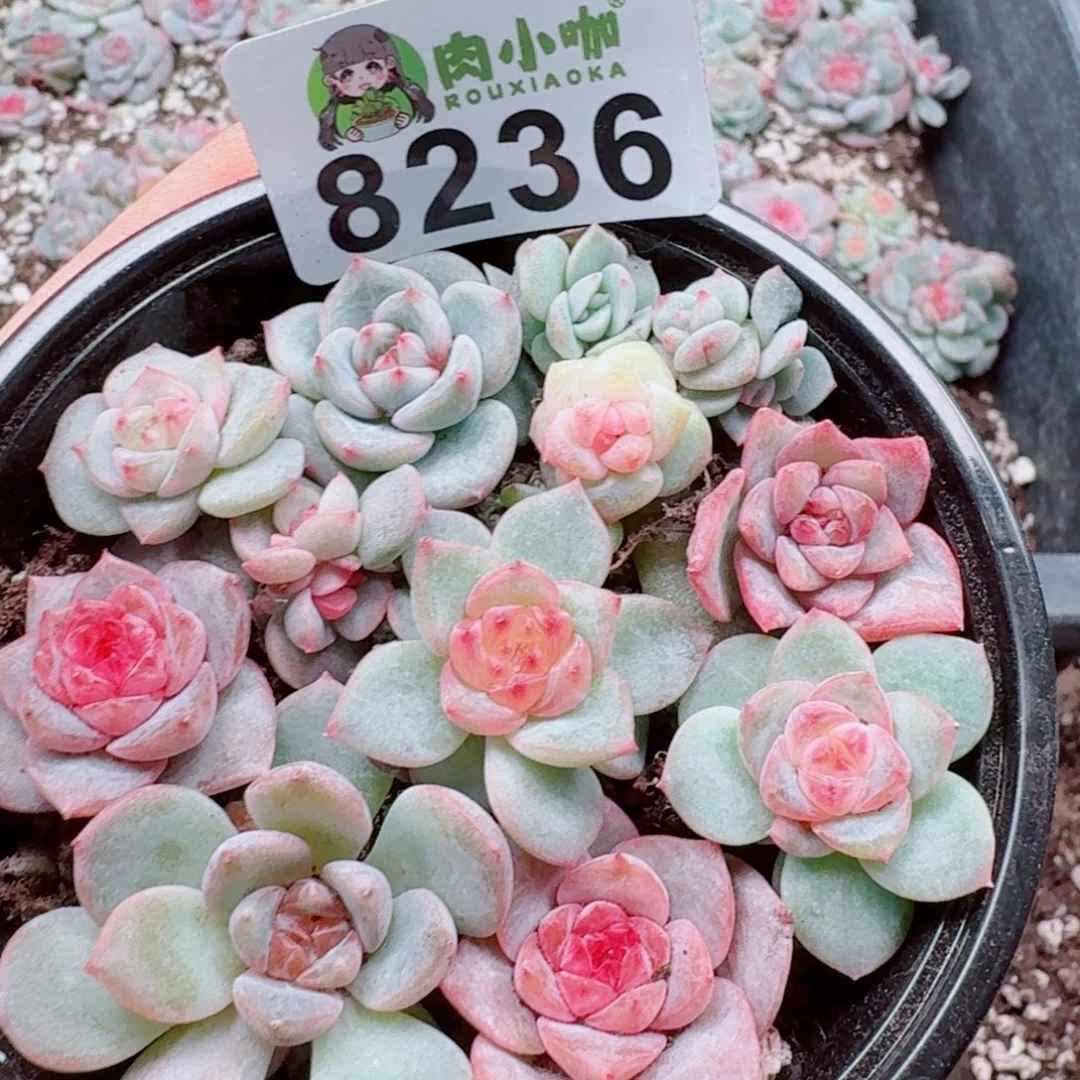 多肉植物多肉植物