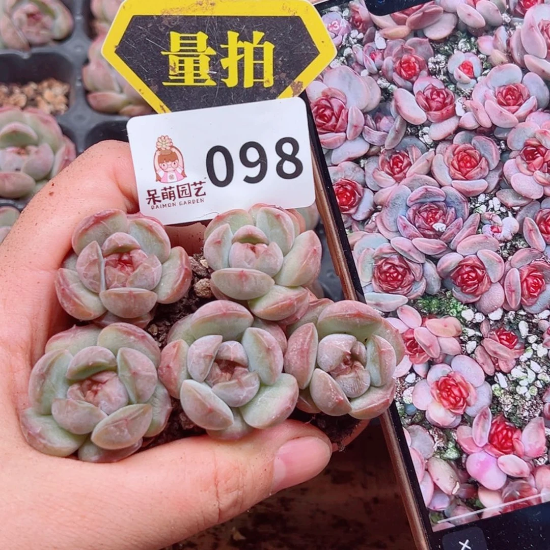 多肉植物多肉植物