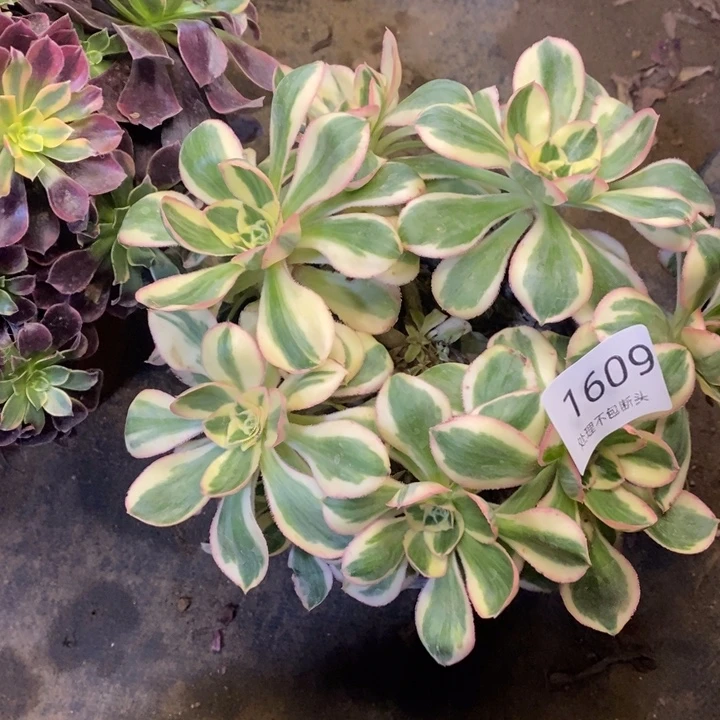 燕子锦多肉断头不包1609