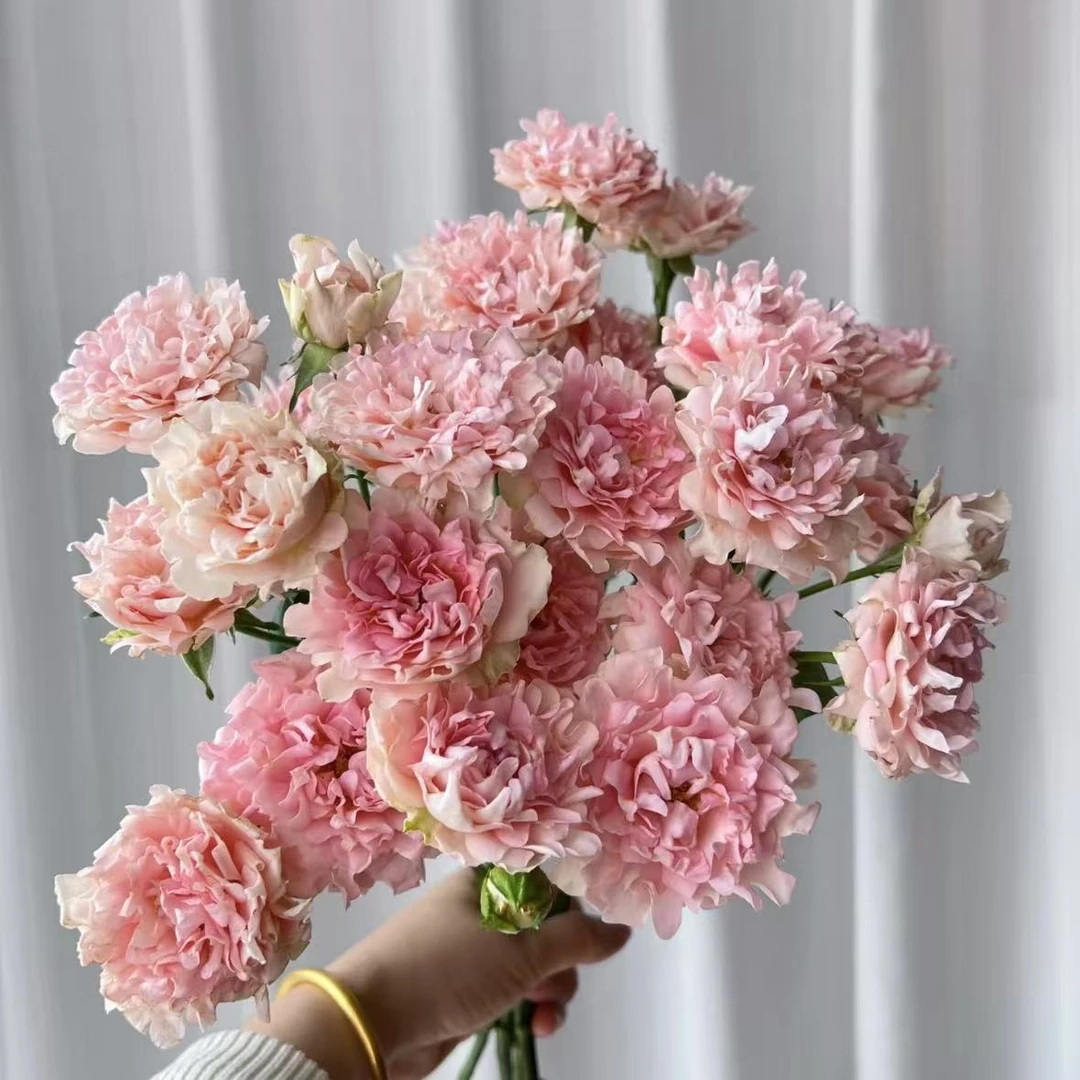 【植迷不误】奖杯海葵多头玫瑰 居家 插花云南鲜花 基地包邮直发