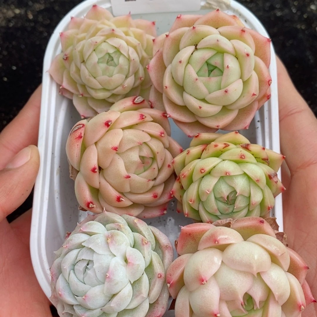 颢*2-561 新疆西藏内蒙不发其他12.8包邮两到三公