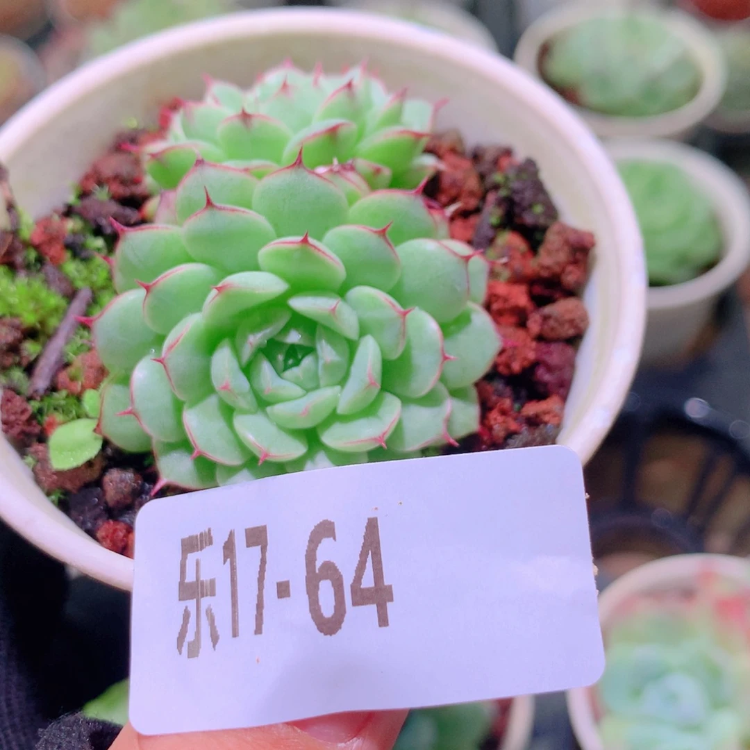 乐然17-64 海王双头