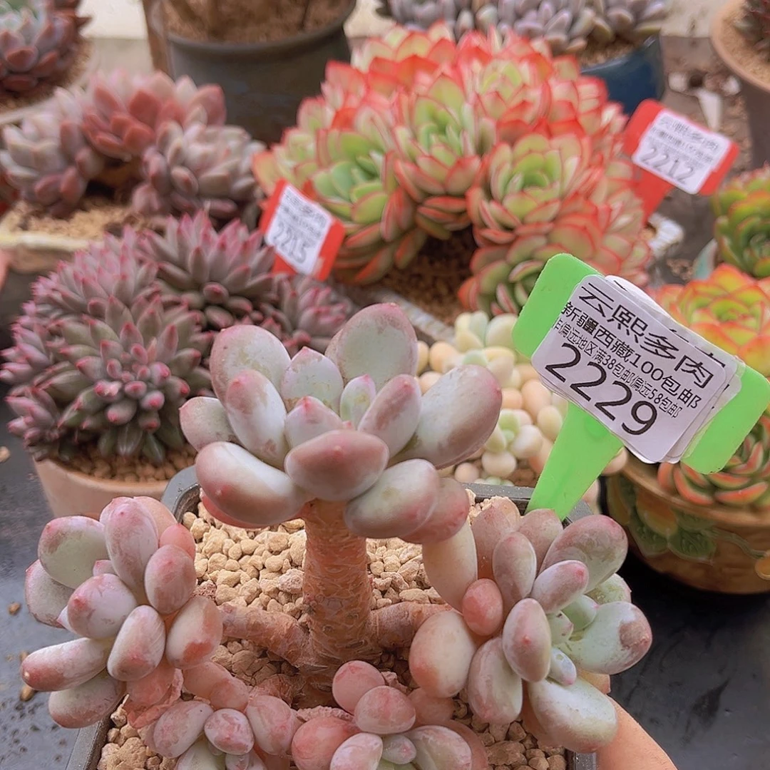 2229彩虹奶多肉植物