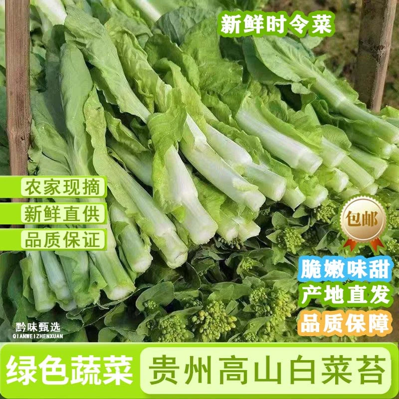 【贵州鲜嫩白菜苔】高山白菜苔现摘农家菜露天种植菜心菜苗时令当季