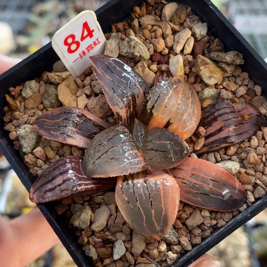 84亲之锦寿锦一物一图