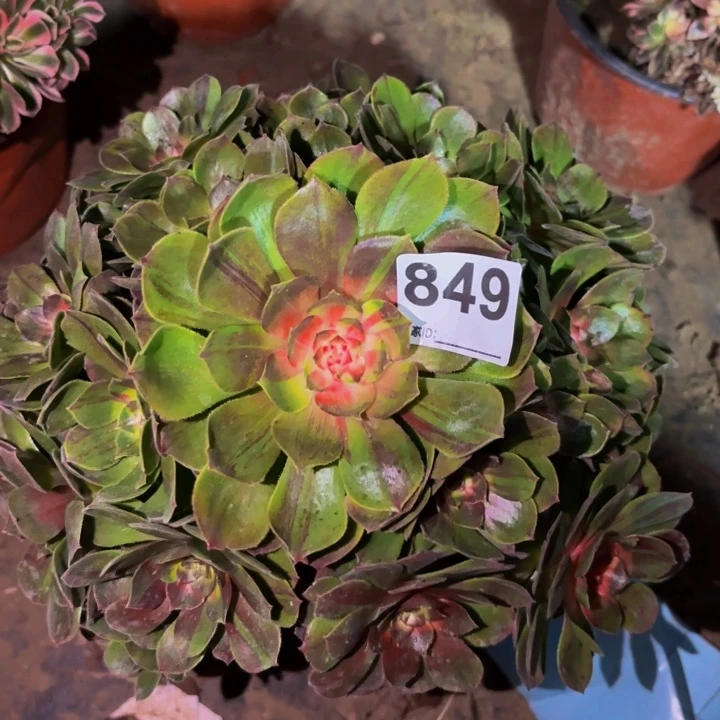 849花月夜多肉植物不售后