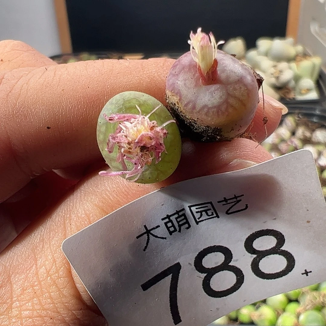 一物一拍。         788