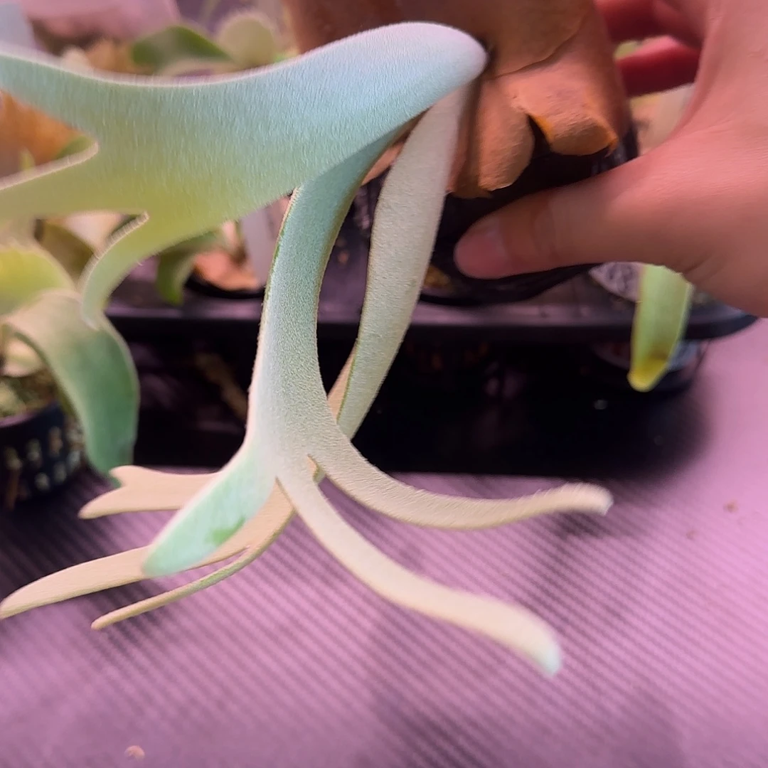 黄月鹿角蕨孢子苗