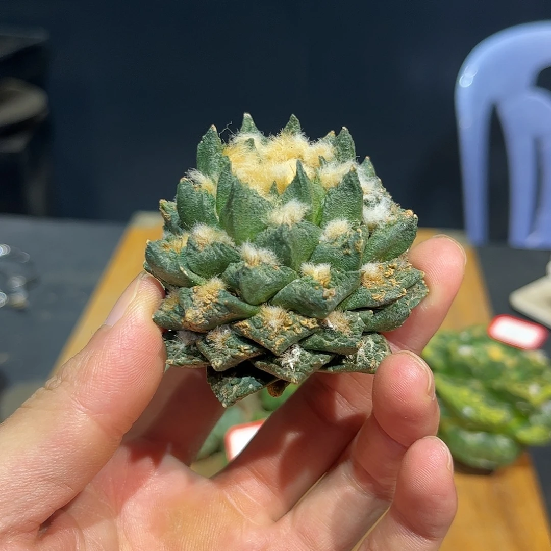 14号自根龙博牡丹战损