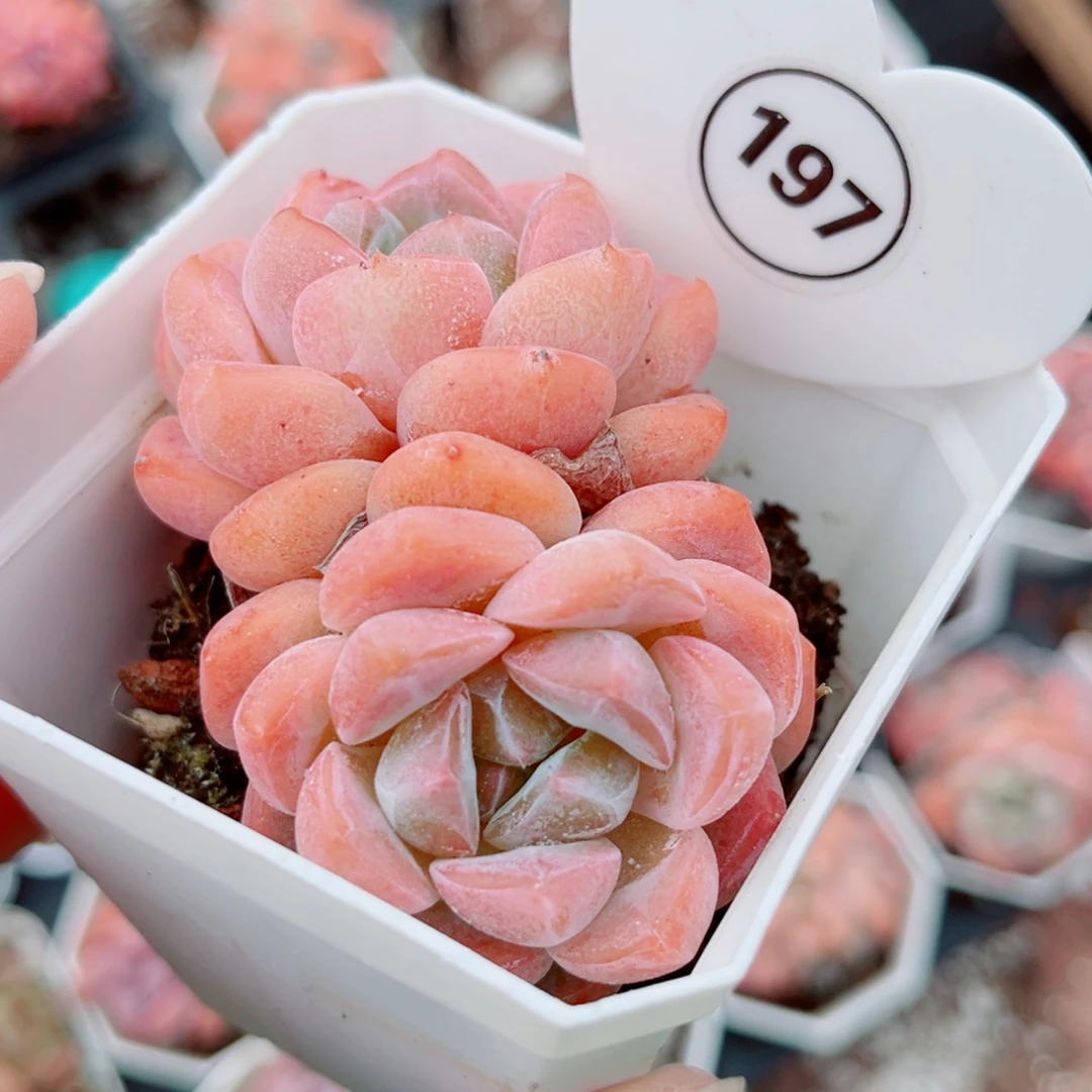 197号小老桩糖心双头