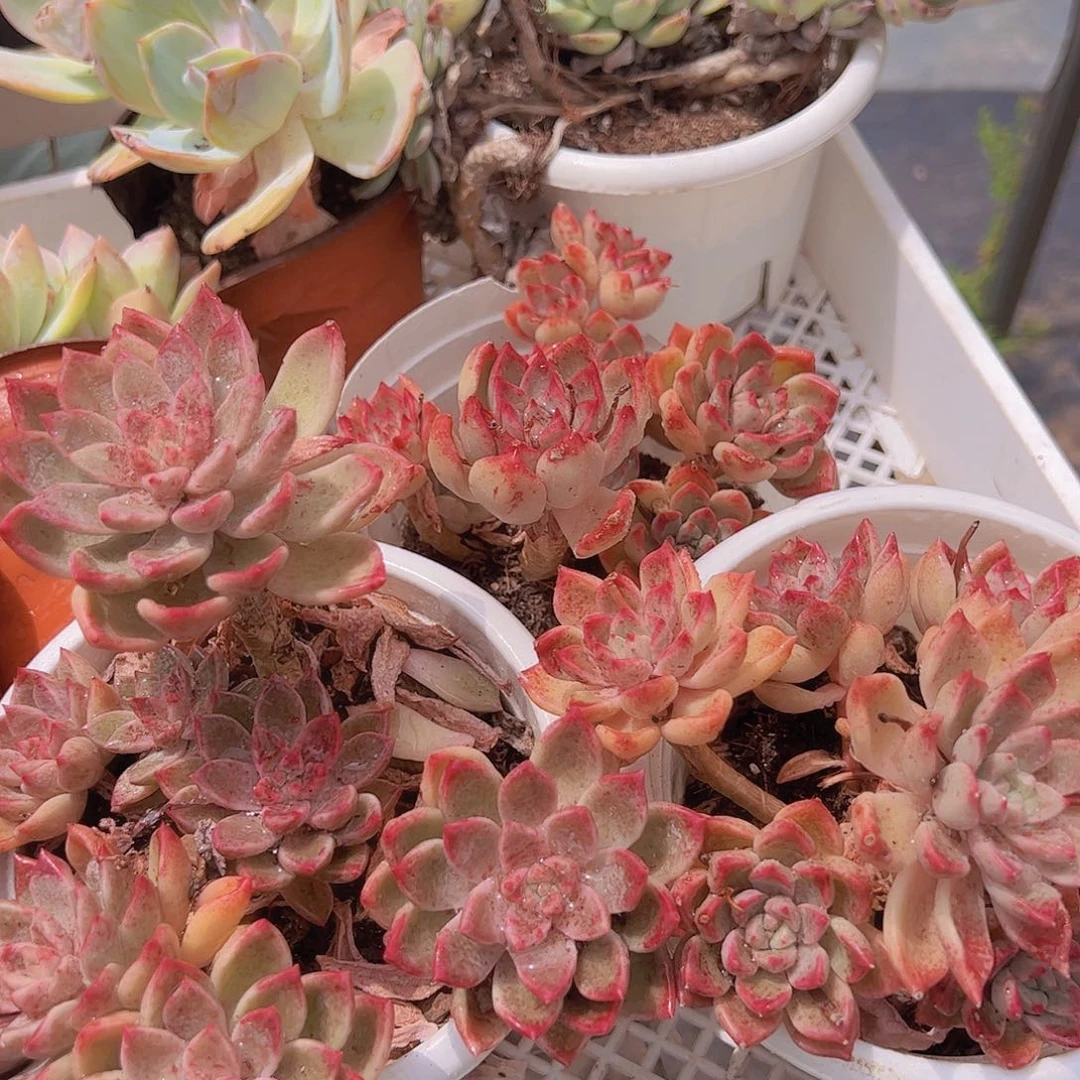 多头群生油漆桶两盆