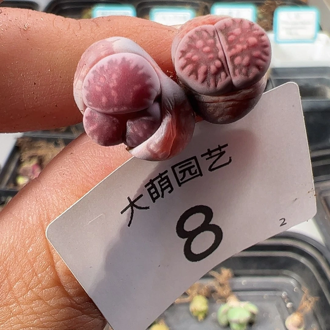 00008 一物一拍……