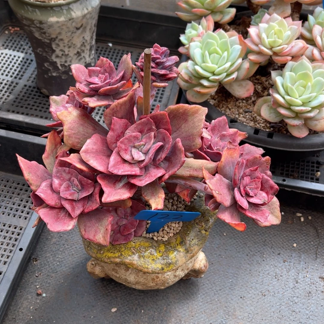 随*122钻石锦多肉植物