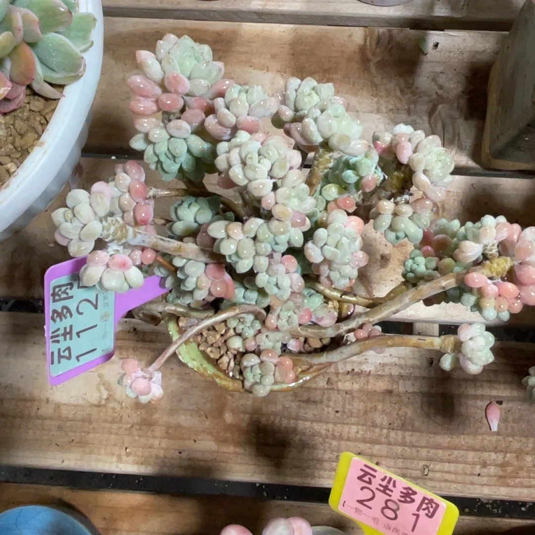 小***珑云尘多肉一物一拍不含盆1125