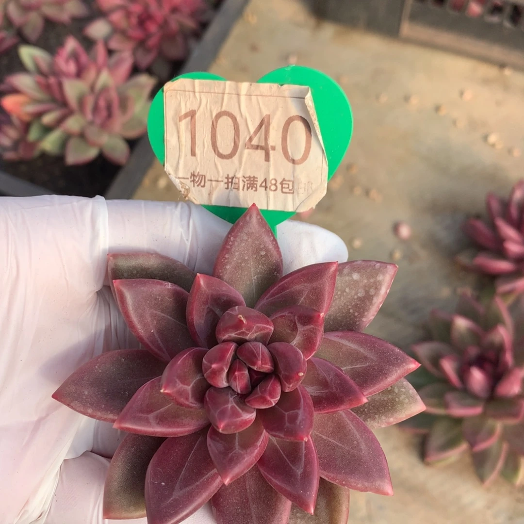 迷雾泡泡单头1040