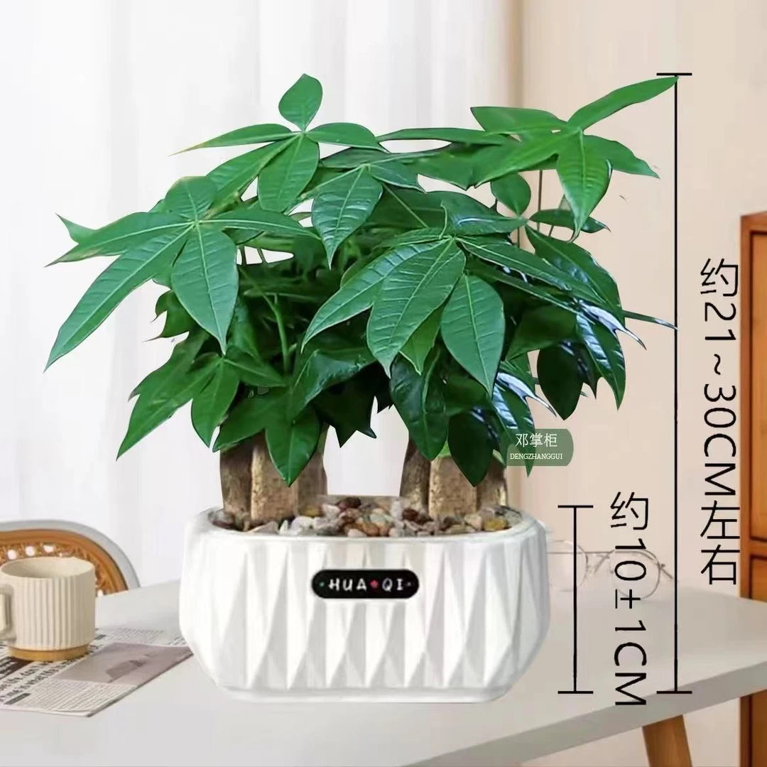 【谭姑娘】六棵六福发财树盆景室内桌面懒人好养易活花卉绿植