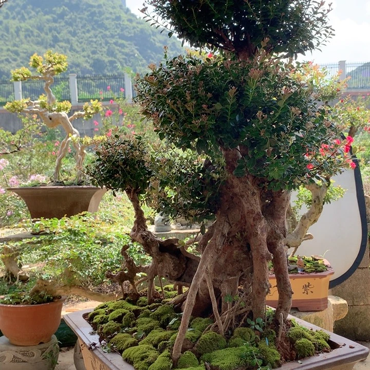 山***静无花朵一切就像我现在