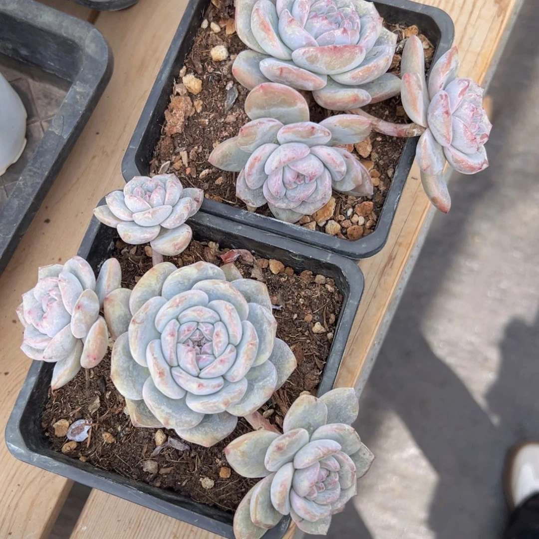 毛*雨新年快乐 新年快乐