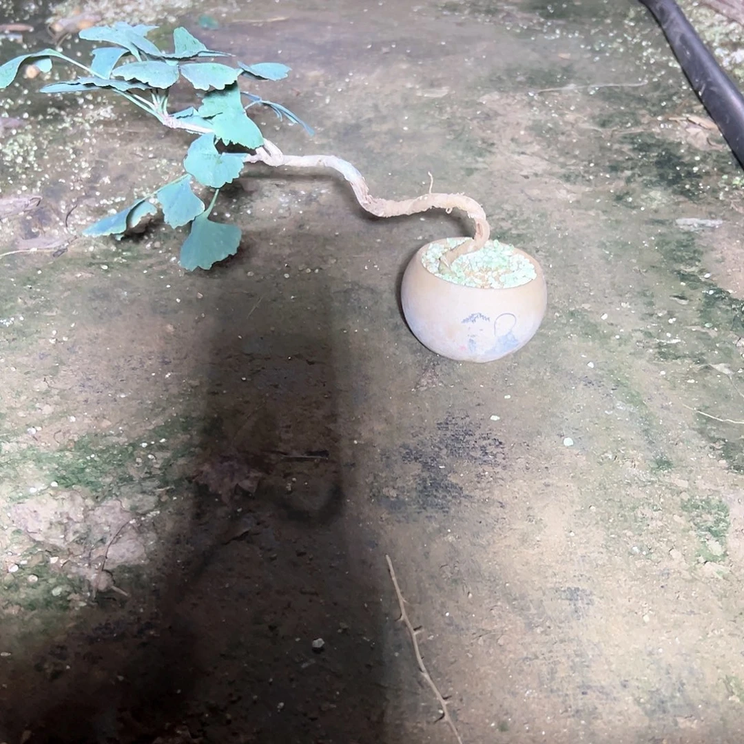 X***p无花朵银杏盆景带盆