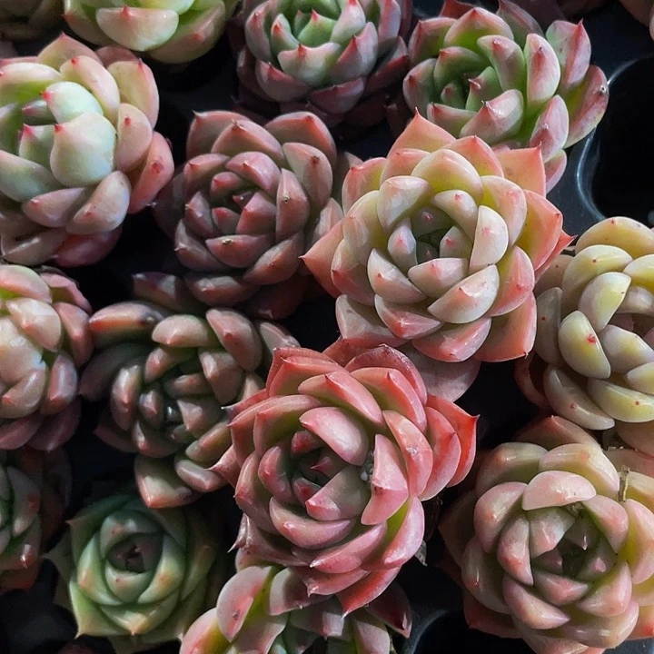 小东云杂1元带土发