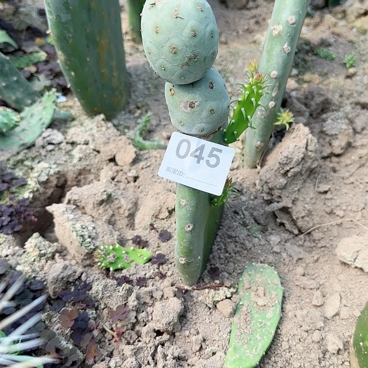 微瑕欧系蓝白皮习志野045