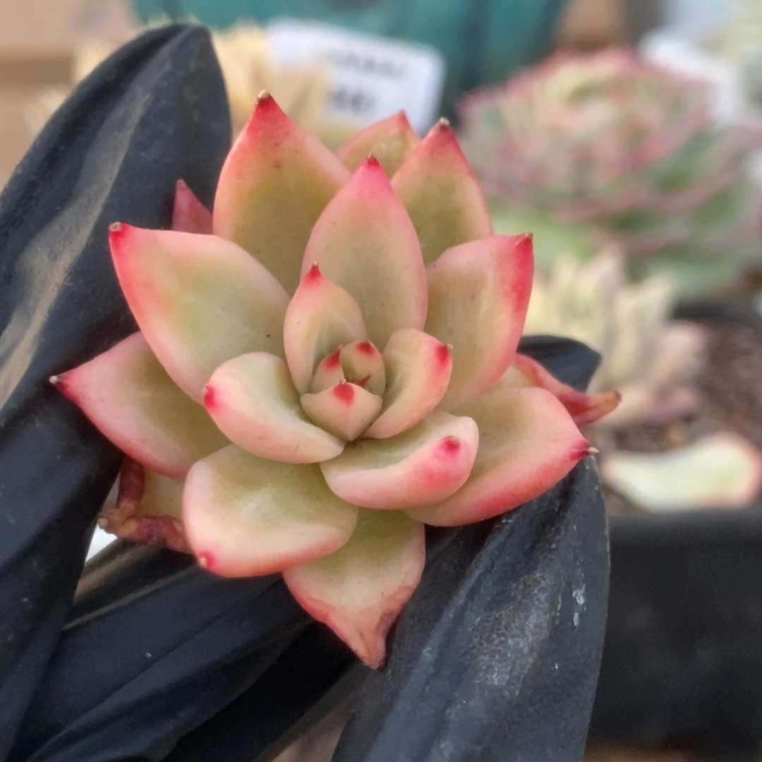 902东云杂头盖锦锦锦锦