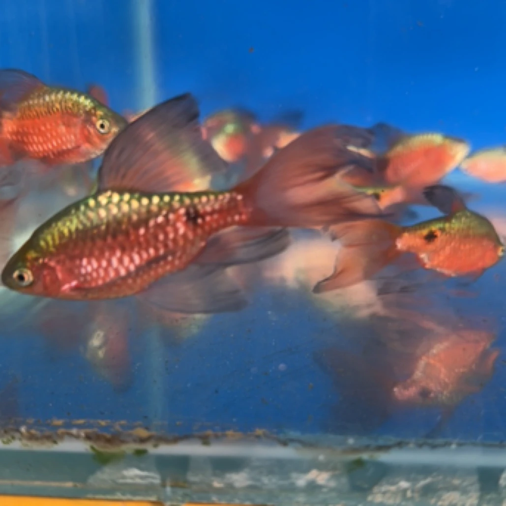 大帆玫瑰鲫鱼冷水观赏鱼耐养活体小型原生鱼