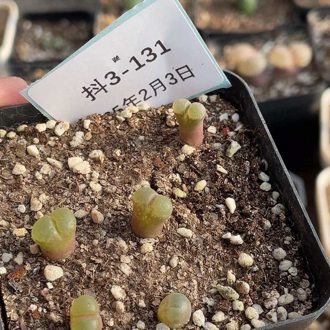 薄****3-131风铃多肉植物