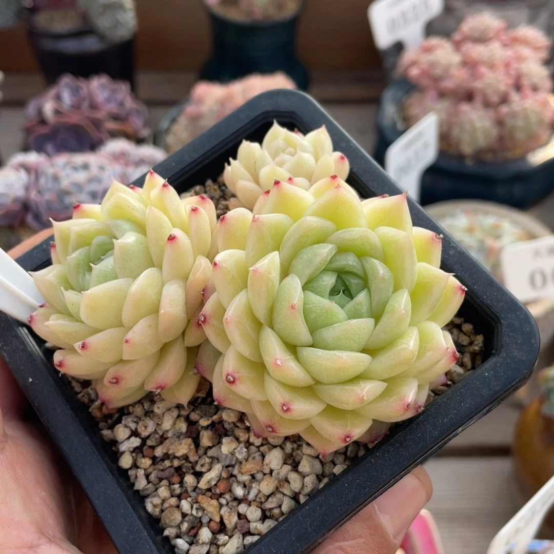 152云台不包整不带盆10厘米